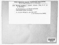 Russula gracillima image